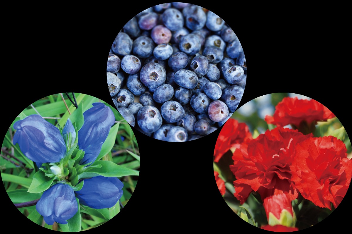 果物や花の色の不思議 提供 東京農業大学第一高等学校中等部 おうちで自由研究フェスタ21